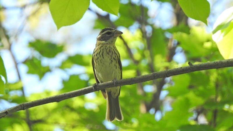 Pinnacle Hill Trail - Rochester, NY