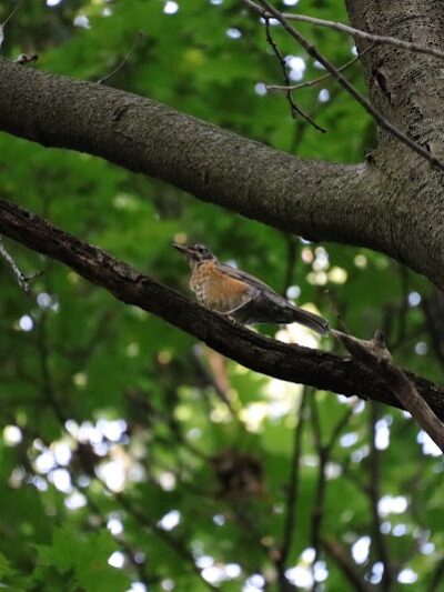 Pinnacle Hill Trail - Rochester, NY