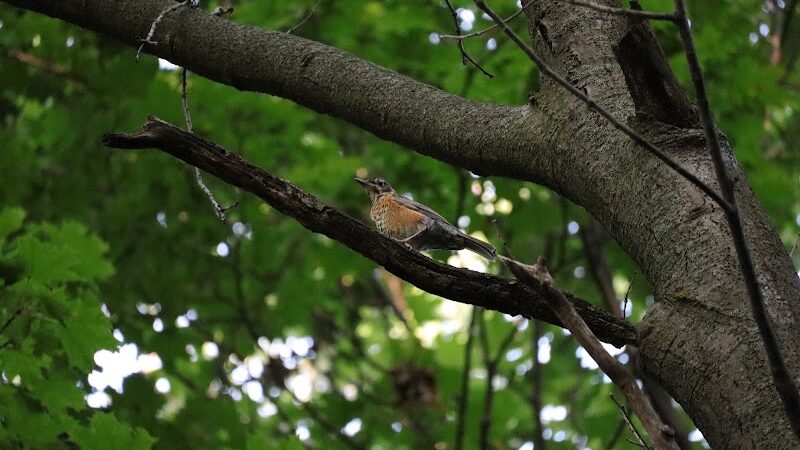 Pinnacle Hill Trail - Rochester, NY