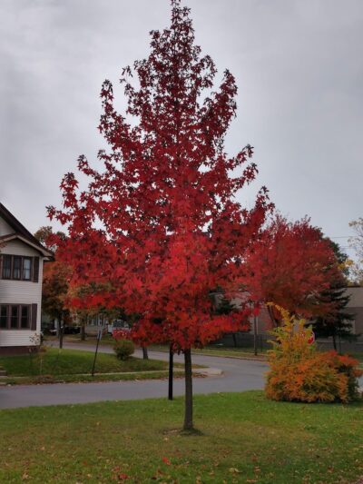 Pulaski Park - Rochester, NY