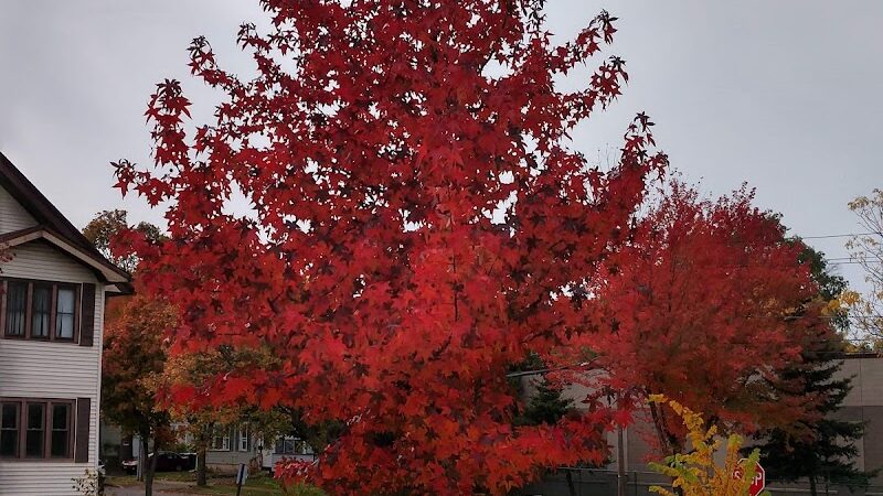 Pulaski Park - Rochester, NY