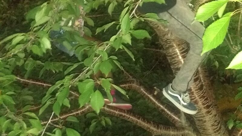 Pulaski Park - Rochester, NY