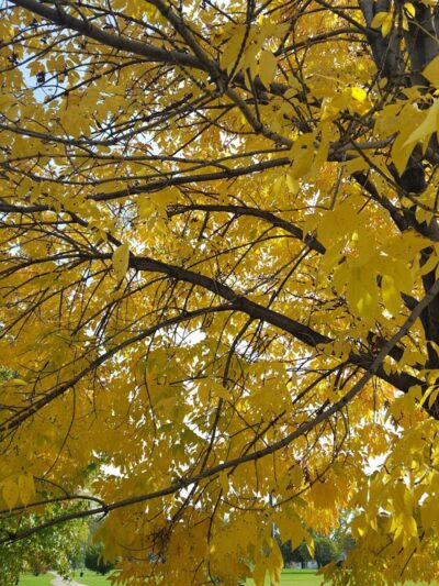 Pulaski Park - Rochester, NY