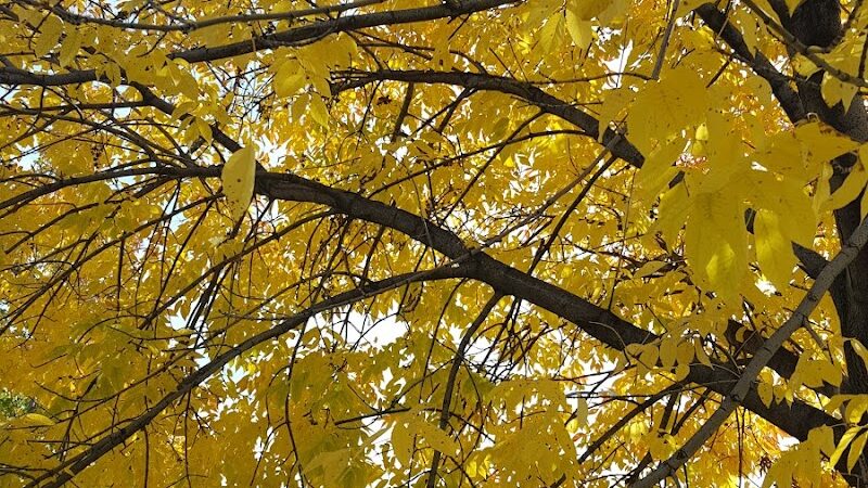 Pulaski Park - Rochester, NY