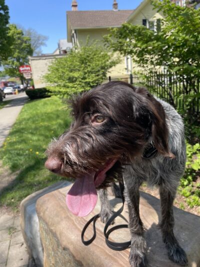 RMSC Public Access Park - Rochester, NY