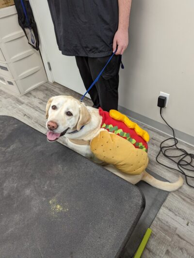 Roc the Dog Spaw - Rochester, NY