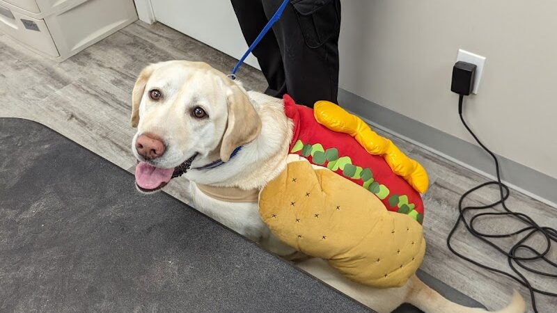 Roc the Dog Spaw - Rochester, NY