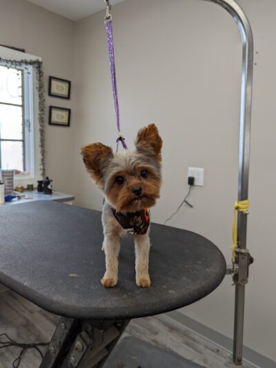 Roc the Dog Spaw - Rochester, NY