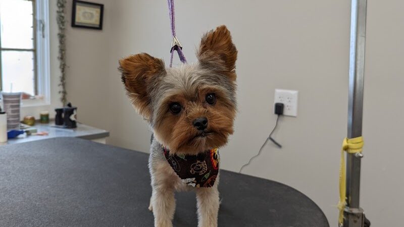 Roc the Dog Spaw - Rochester, NY