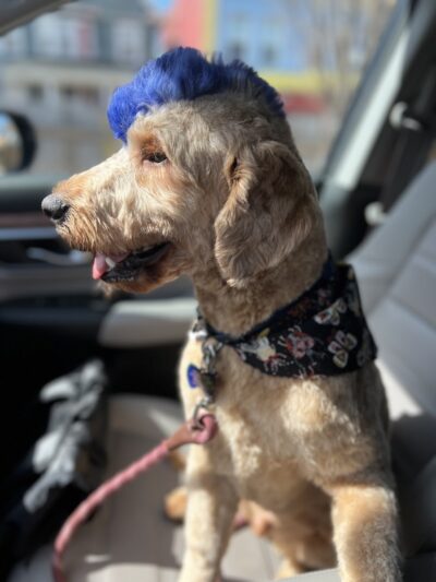 Roc the Dog Spaw - Rochester, NY