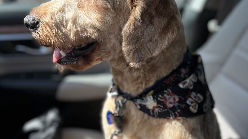 Roc the Dog Spaw - Rochester, NY