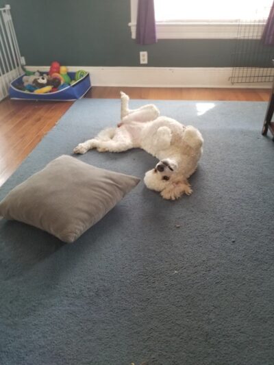 Roc the Dog Spaw - Rochester, NY