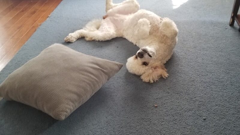 Roc the Dog Spaw - Rochester, NY