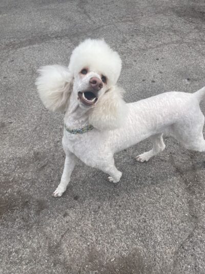 Roc the Dog Spaw - Rochester, NY