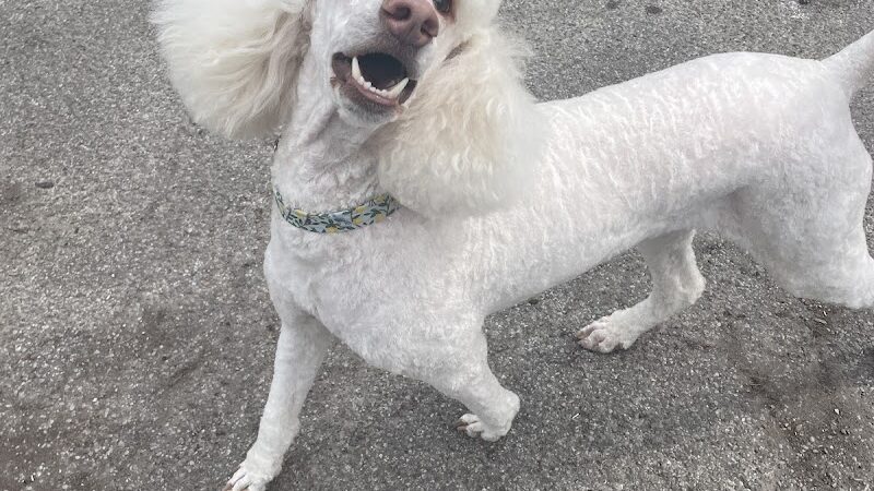 Roc the Dog Spaw - Rochester, NY