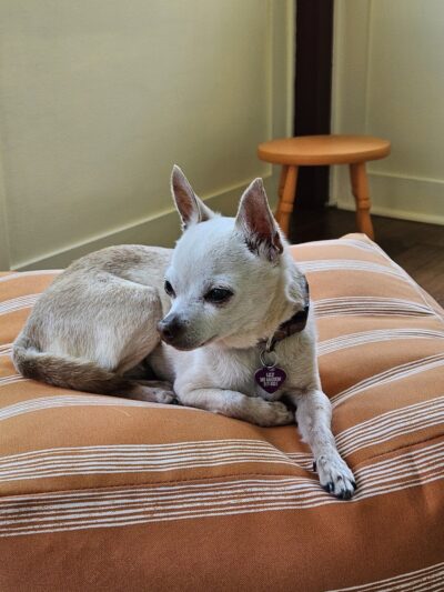 Roc the Dog Spaw - Rochester, NY