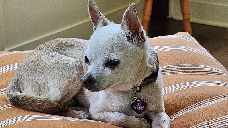 Roc the Dog Spaw - Rochester, NY