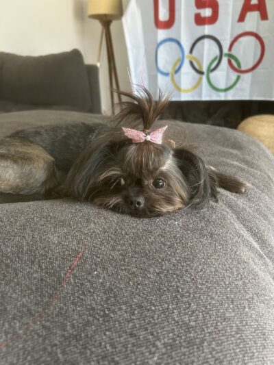 Roc the Dog Spaw - Rochester, NY