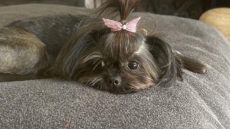 Roc the Dog Spaw - Rochester, NY