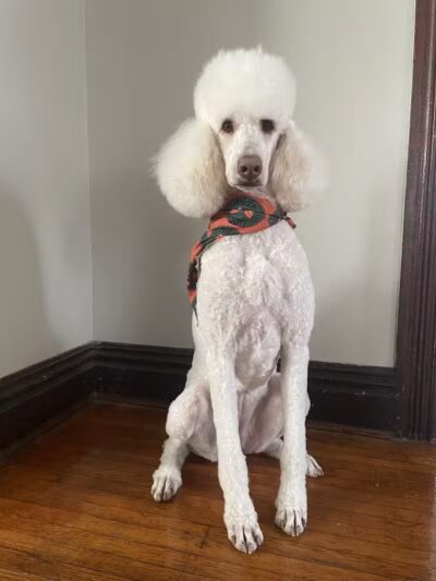 Roc the Dog Spaw - Rochester, NY