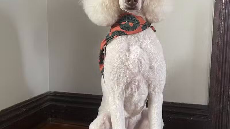 Roc the Dog Spaw - Rochester, NY