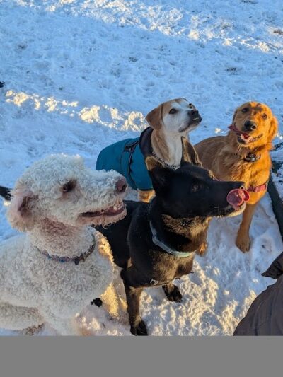 Rustic Village Dog Park - Rochester, NY