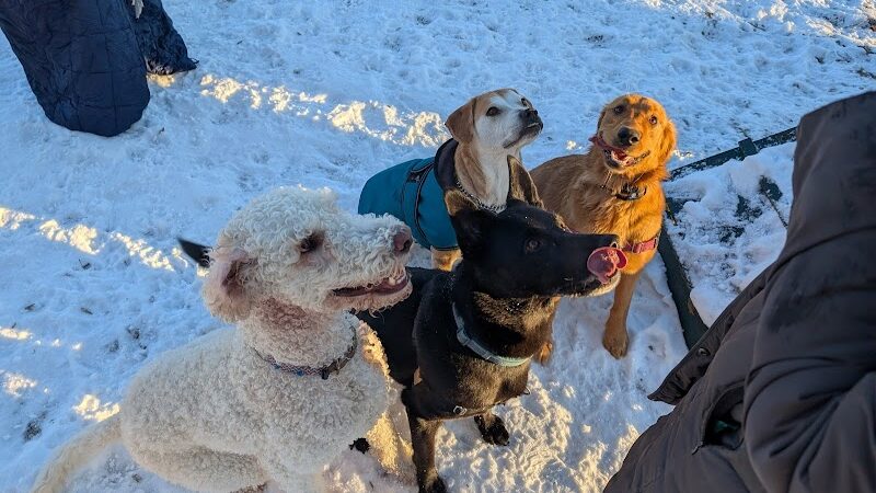 Rustic Village Dog Park - Rochester, NY
