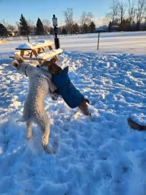 Rustic Village Dog Park - Rochester, NY