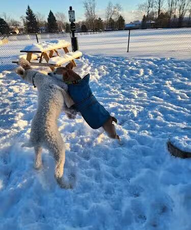 Rustic Village Dog Park - Rochester, NY