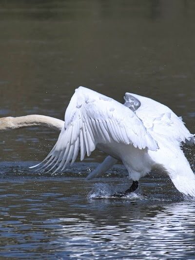 Seneca Park - Rochester, NY