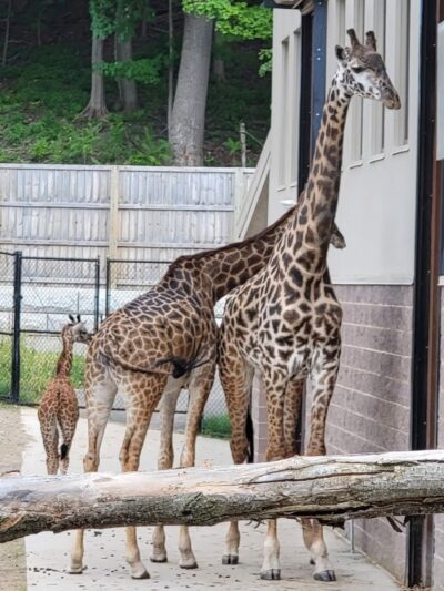 Seneca Park Zoo - Rochester, NY