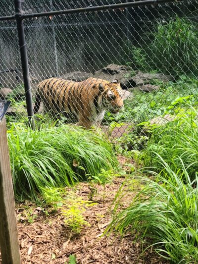 Seneca Park Zoo - Rochester, NY