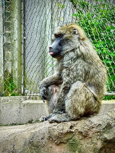 Seneca Park Zoo - Rochester, NY