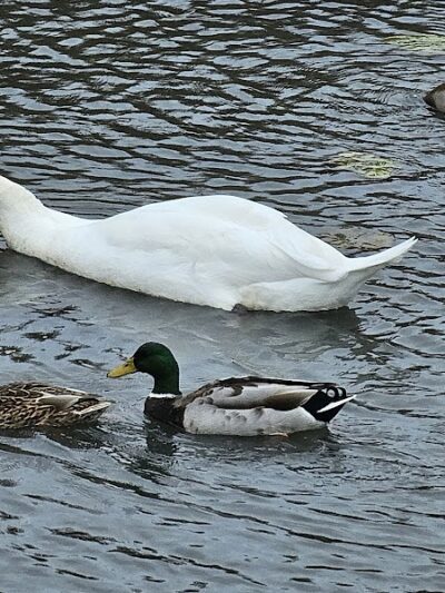 Turning Point Park - Rochester, NY
