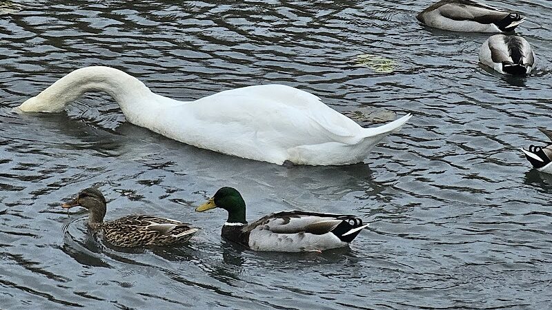 Turning Point Park - Rochester, NY