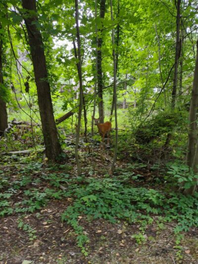 Turning Point Park - Rochester, NY