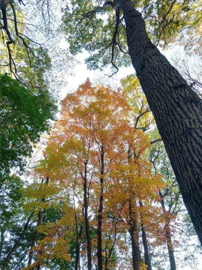 Washington Grove - Rochester, NY