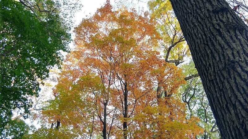 Washington Grove - Rochester, NY