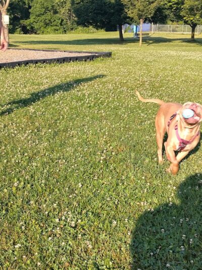 Westgate Park - Rochester, NY