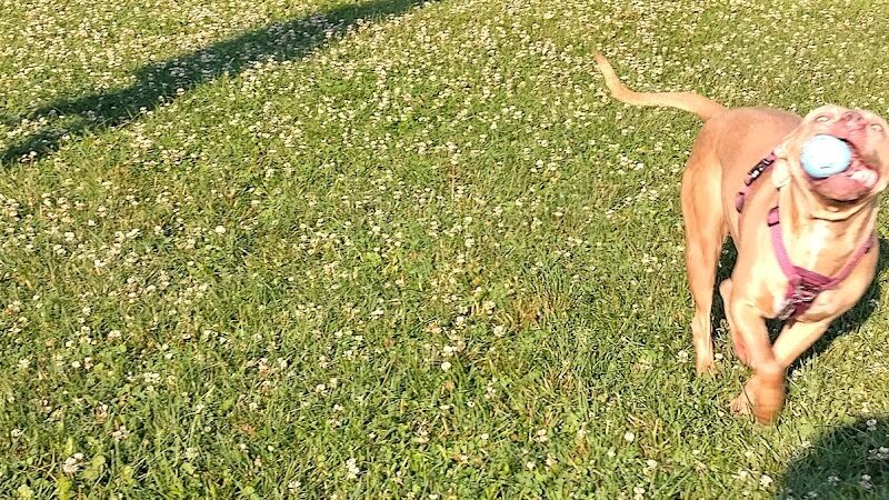 Westgate Park - Rochester, NY