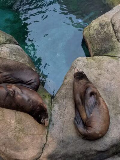 Seneca Park - Rochester, NY