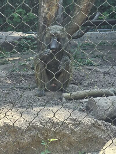 Seneca Park Zoo - Rochester, NY