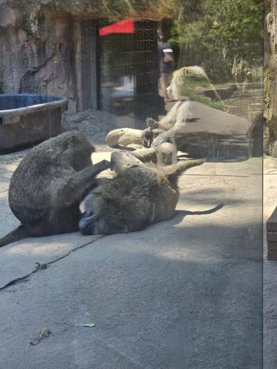Seneca Park Zoo - Rochester, NY