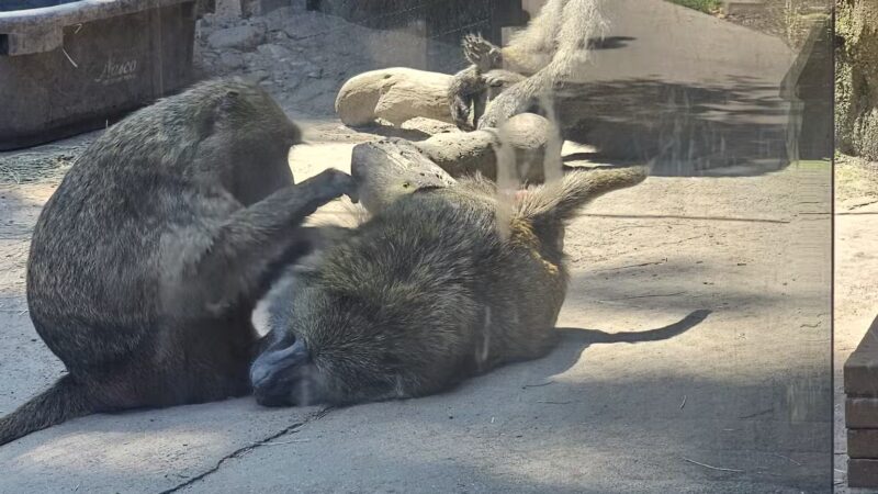 Seneca Park Zoo - Rochester, NY