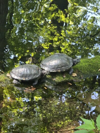 Seneca Park Zoo - Rochester, NY