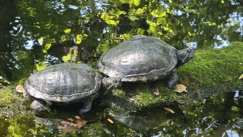Seneca Park Zoo - Rochester, NY