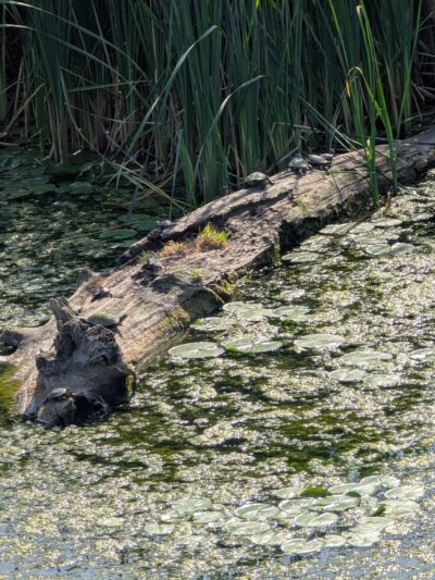 Turning Point Park - Rochester, NY