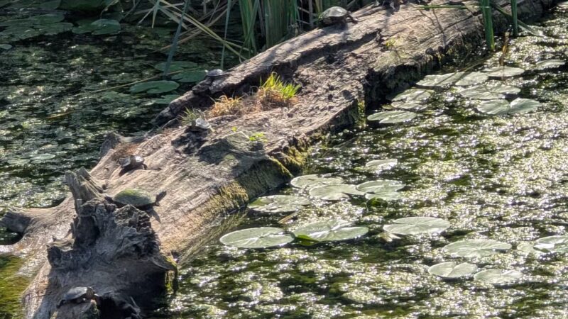 Turning Point Park - Rochester, NY