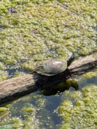 Turning Point Park - Rochester, NY