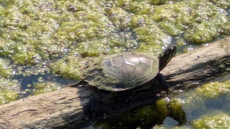 Turning Point Park - Rochester, NY